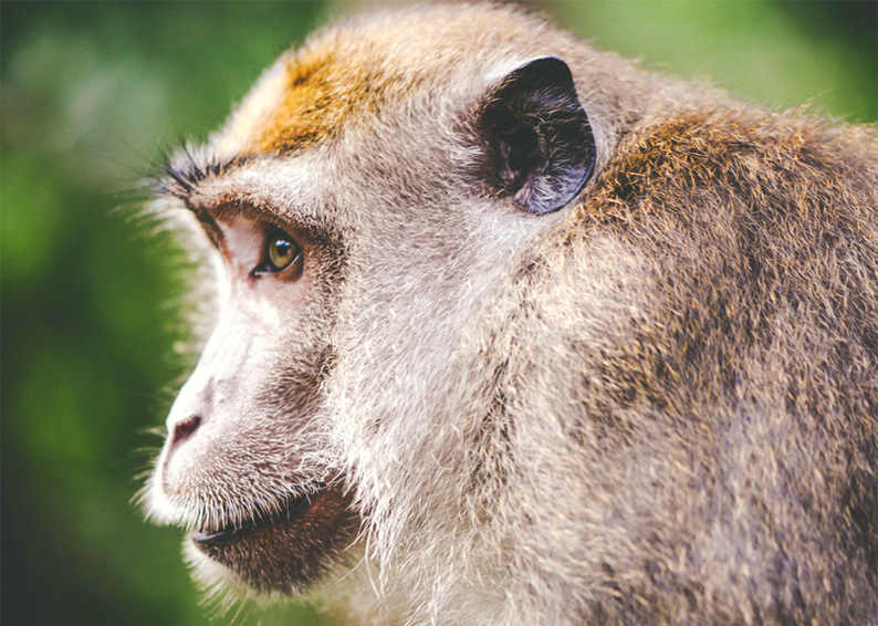 thai monkey